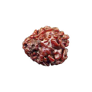 Manufacturers Exporters and Wholesale Suppliers of Mukhi Rudraksha 01 Rishikesh Uttarakhand
